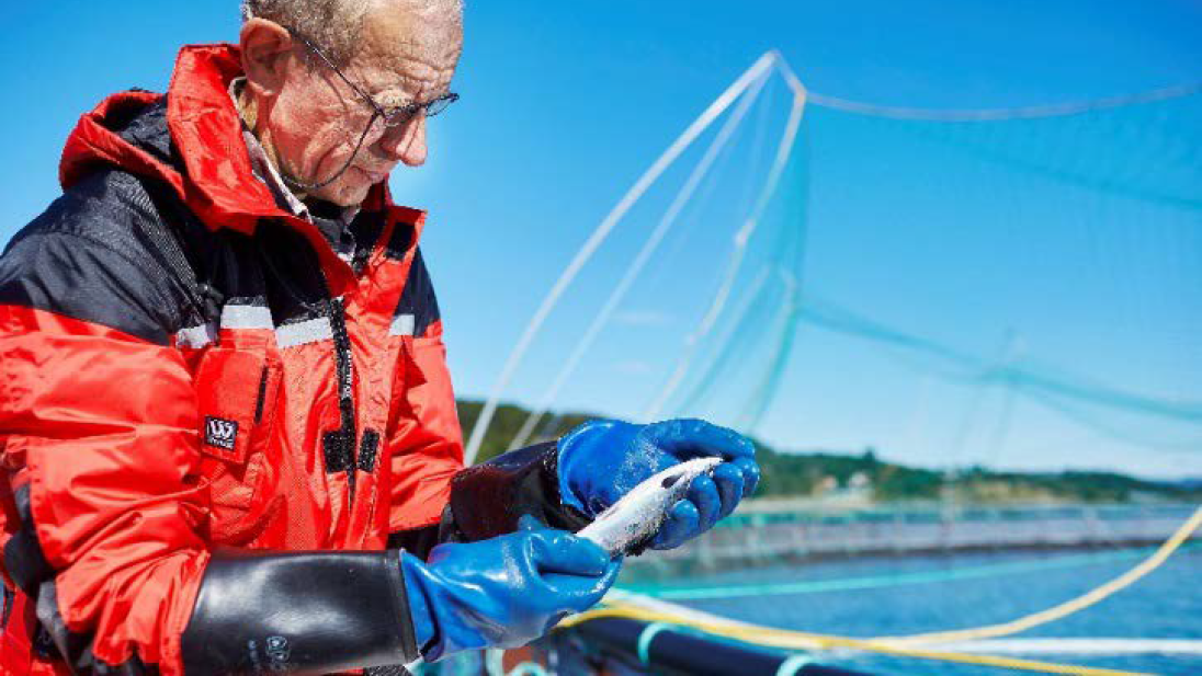 Mann i arbeidstøy står ved en merd og studerer en fisk han har i hånden