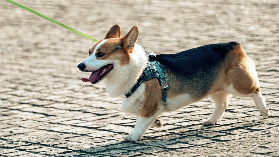 Corgi hund i bånd