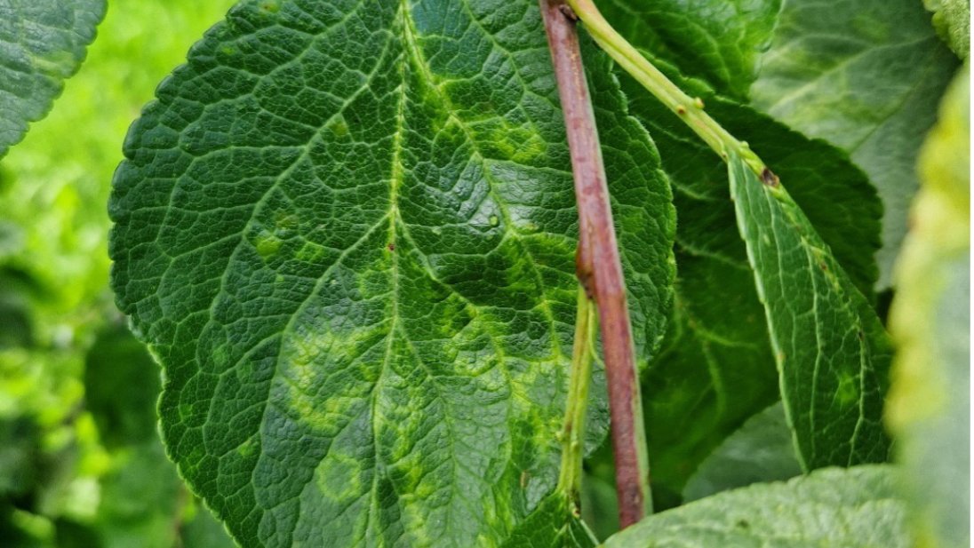 Nærbilde av plommeblader med sharkavirus.