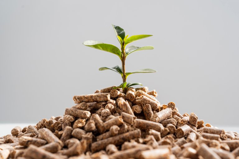 En plante som vokser opp av pellets
