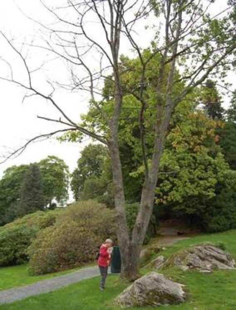 Stor amerikansk eik uten blader og grønn vegetasjon rundt. En person med rød jakke står under treet.
