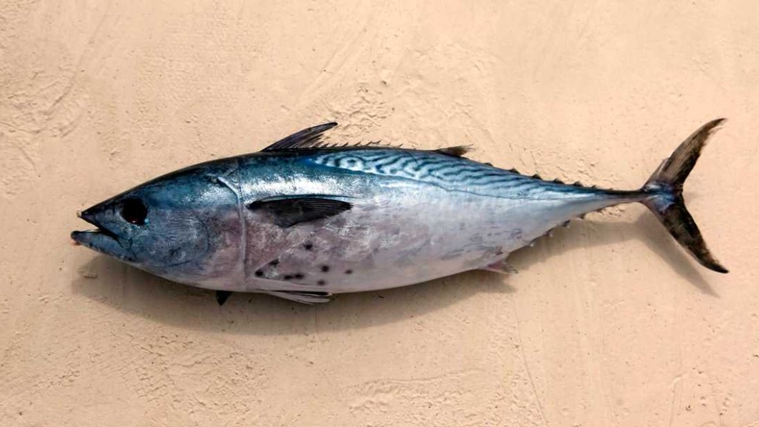 Bilde av ein tunfisk, som illustrerer at det er i gammal rovfisk at vi finn dei høgaste nivåa av kvikksølv i mat. Foto: Colourbox.com