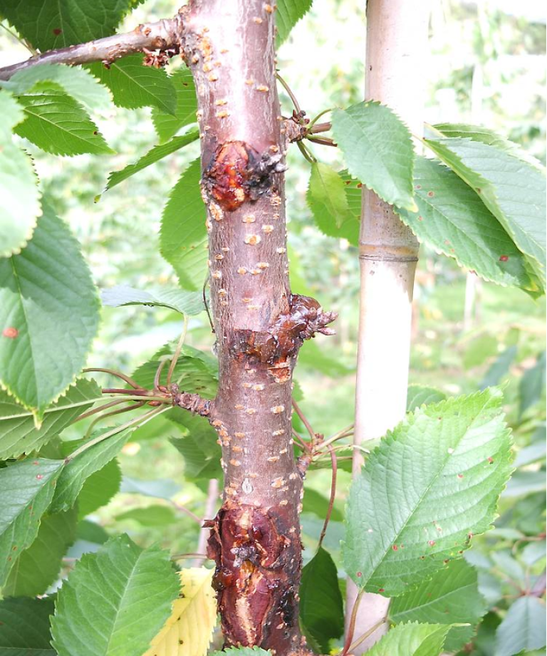 Gren med gummiflod fra bark, og infeksjon på blad