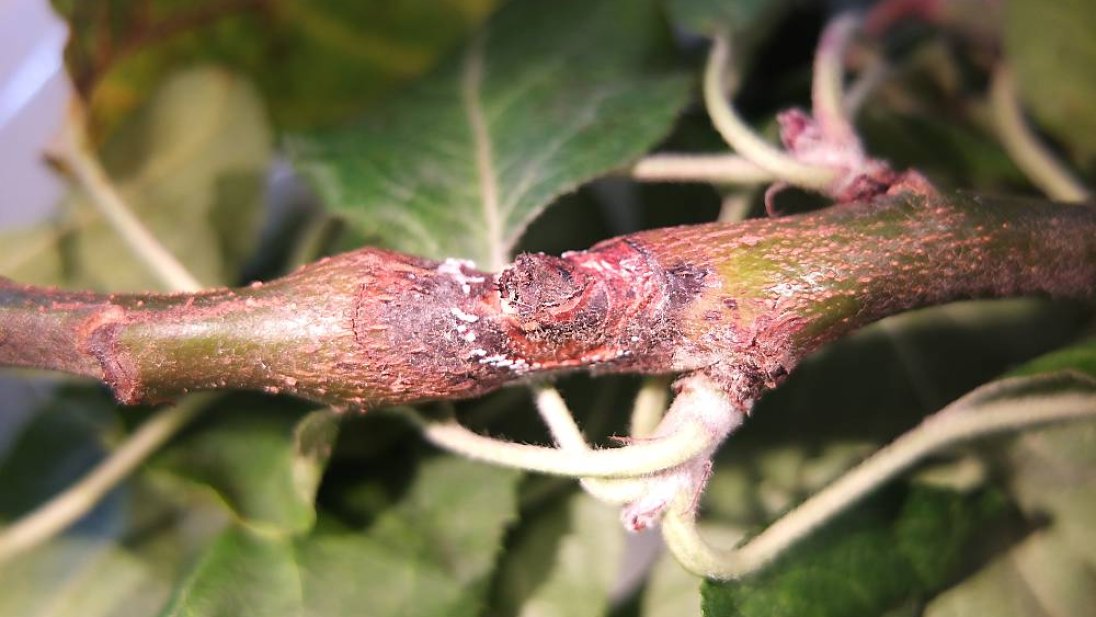 Bilde av plante som er smittet med frukttrekreft.