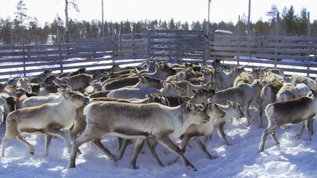 Bilde av reinsdyr 