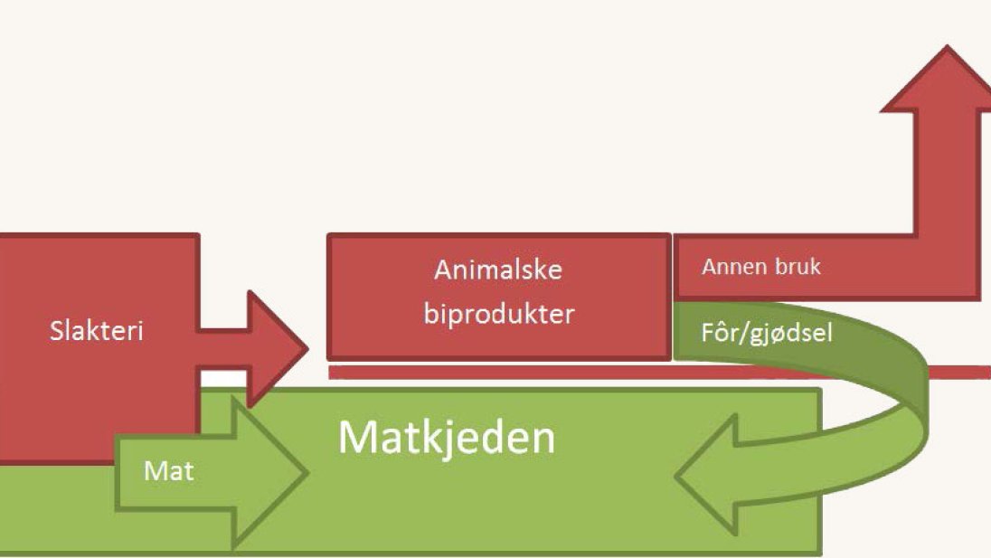 Veileder For Animalske Biprodukter | Mattilsynet