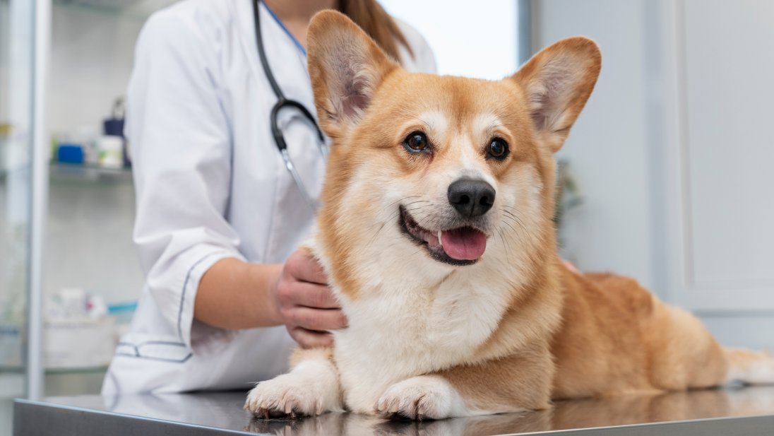 Hund hos veterinæren
