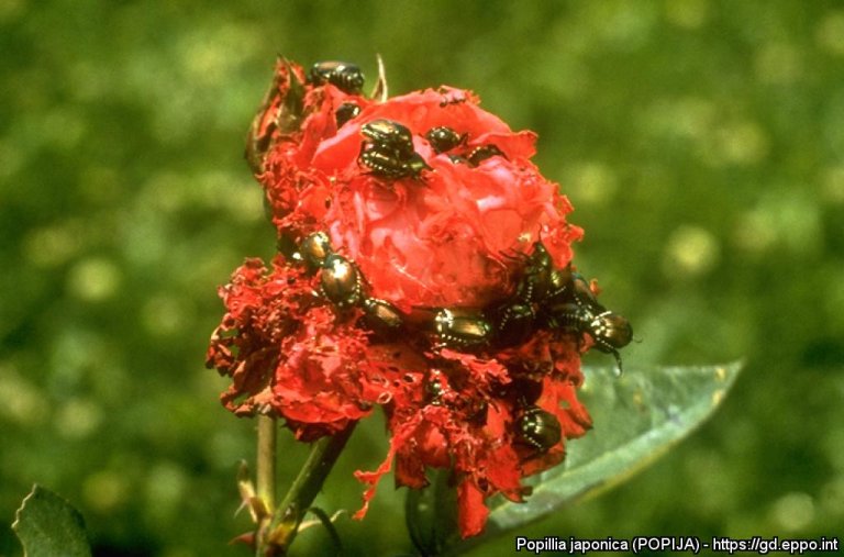 Bilde av en blomst som er angrepet av japanbiller