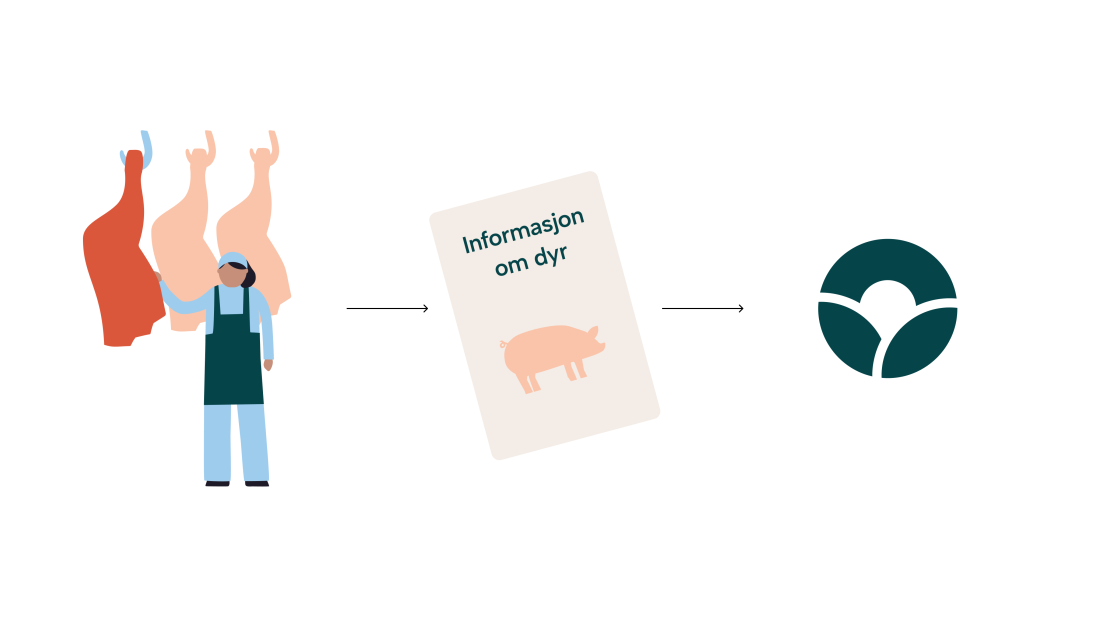 Levering av matkjedeinformasjon til Mattilsynet fra slakteriet