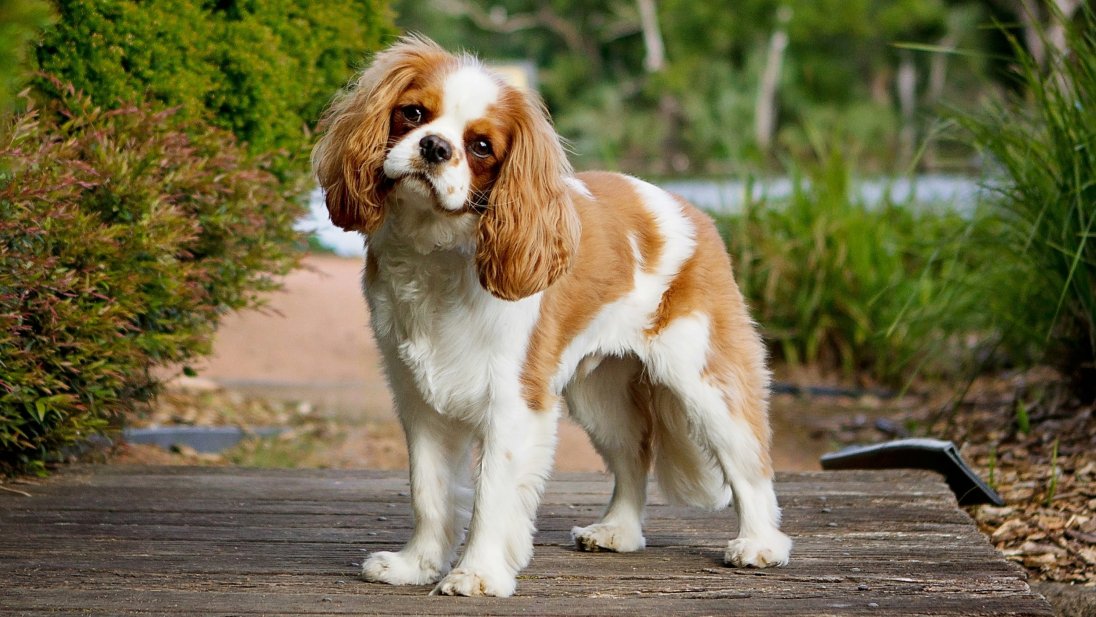 Bilde av en cavalier king charles spaniel hund