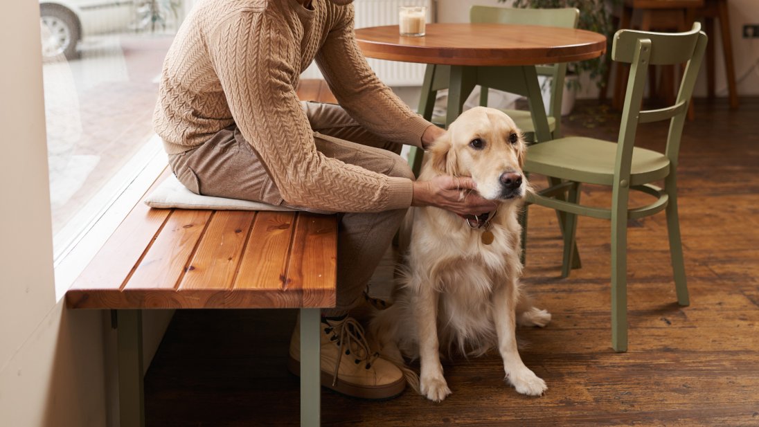 Hund på kafé