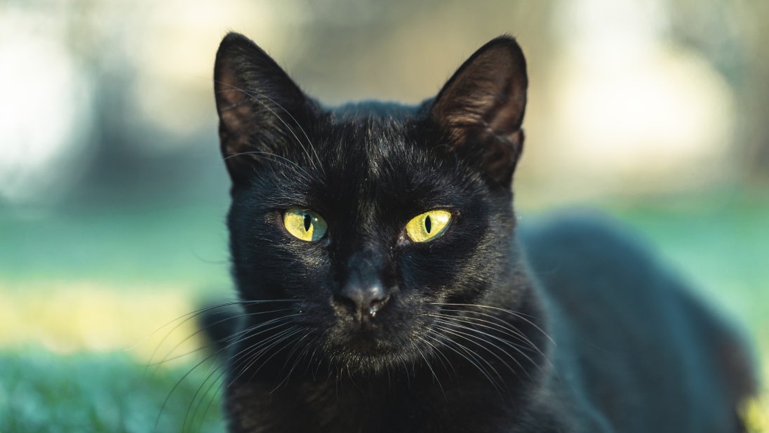 Bilde av en svart katt