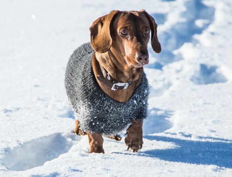 Dachhund med ullfrakk i snøen