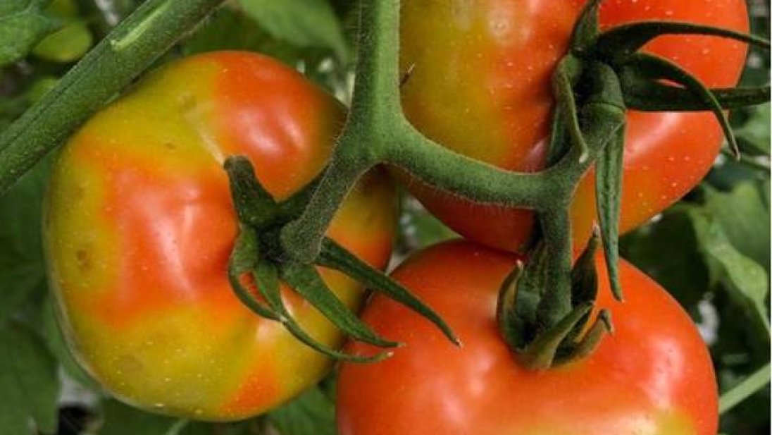 En klase tomater som er angrepet av tomatbrunflekkvirus