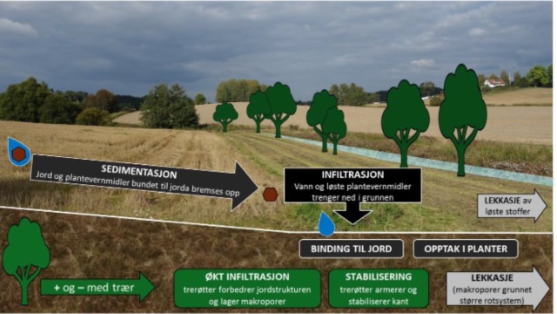 Illustrasjon over hvordan en vegetert buffersone virker