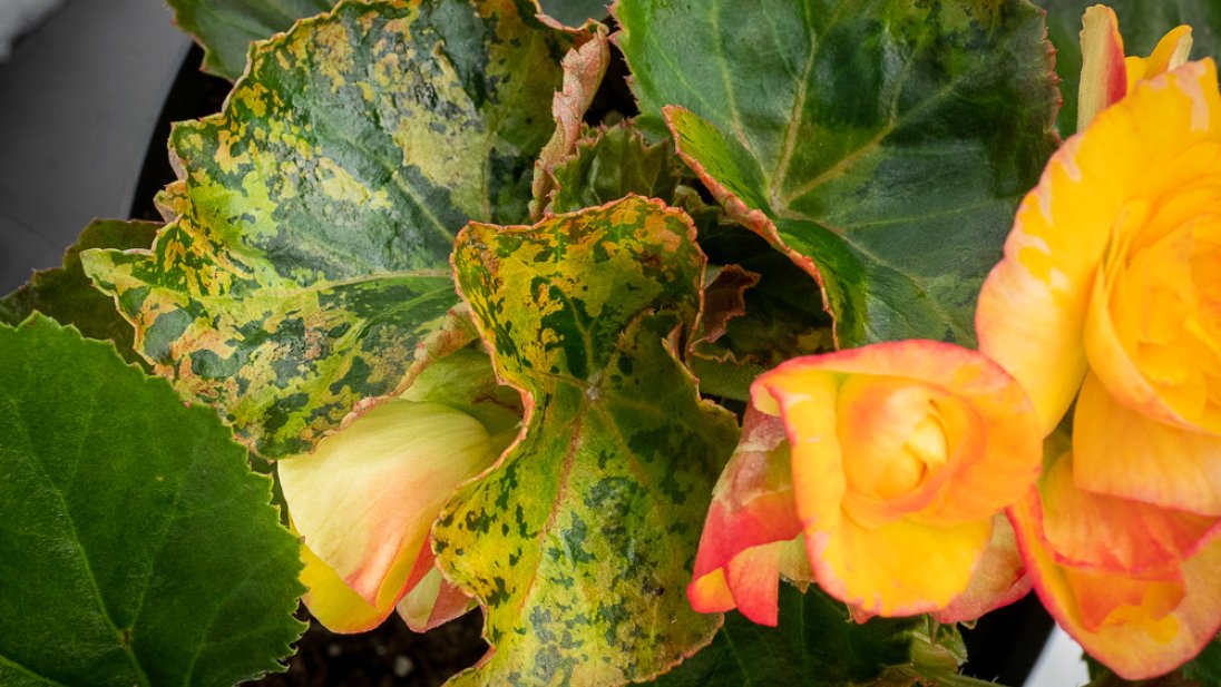 Bilde av en begonia med mosaikk som skyldes tospovirus