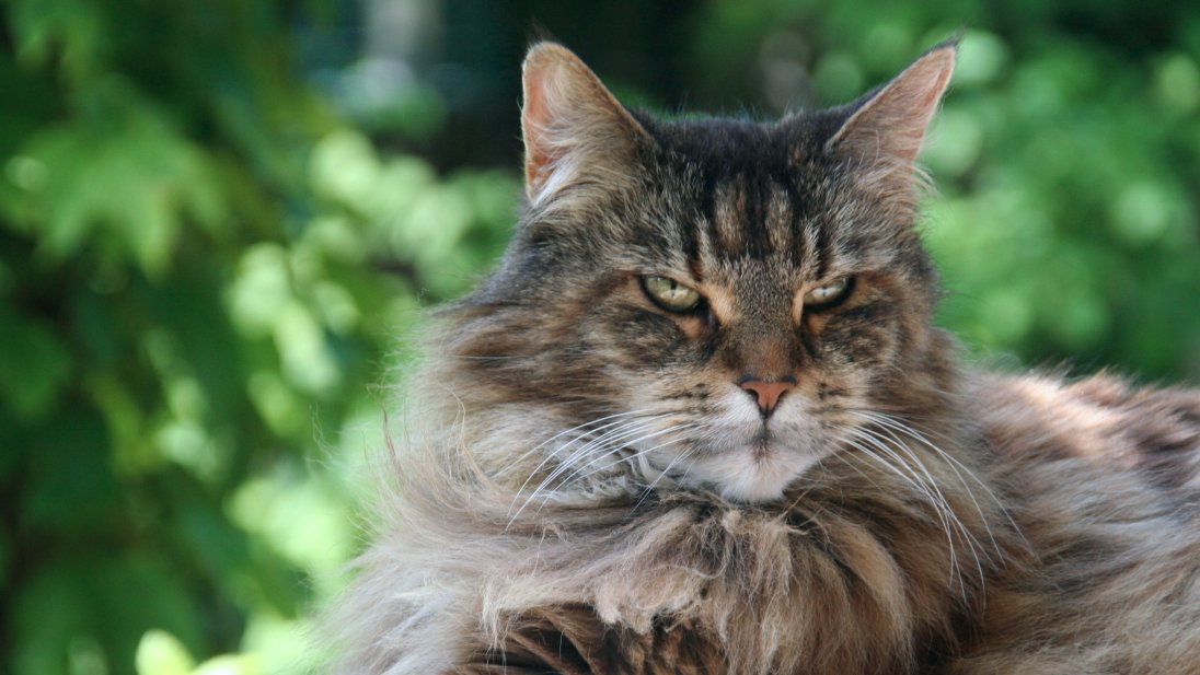 Bilde av en katt