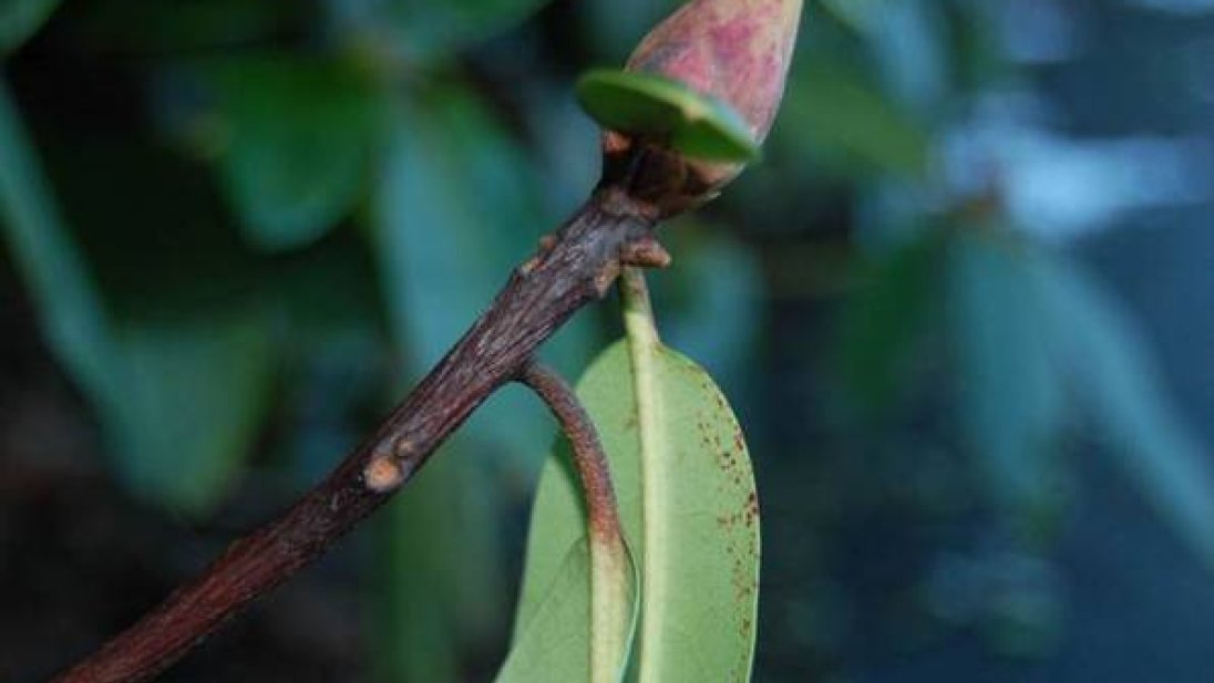 Nærbilde av en rhododendron-knopp og blad med begynnende angretp av Phytophthora ramorum