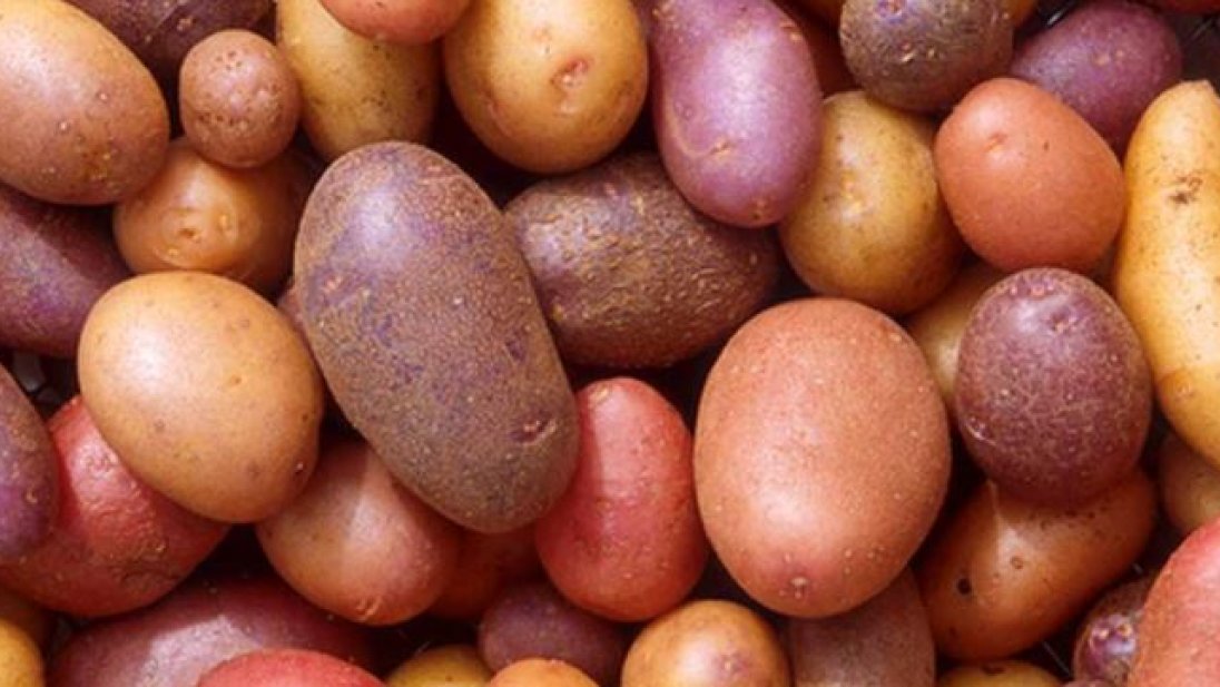 Mange ulike sorter poteter