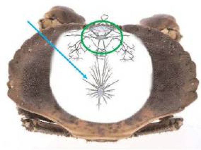 Skisse av en krabbe med markering av krabbens fremre nervesenter.