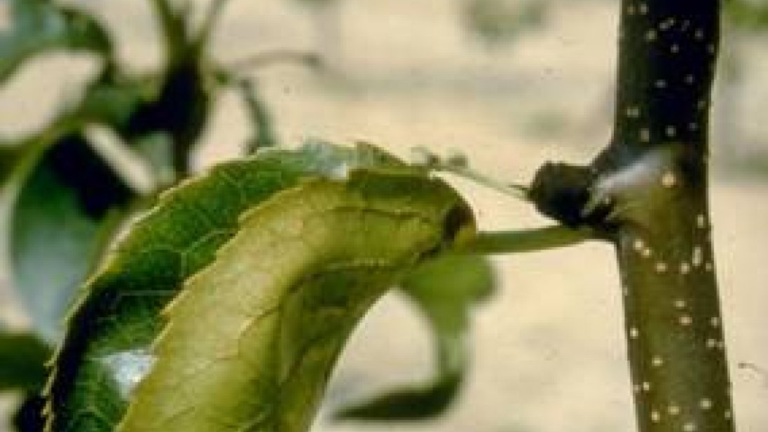 Nærbilde av gren og krummet blad med pærevisnesyke